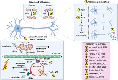 Editorial: Pathways and Processes Underpinning Axonal Biology and Pathobiology